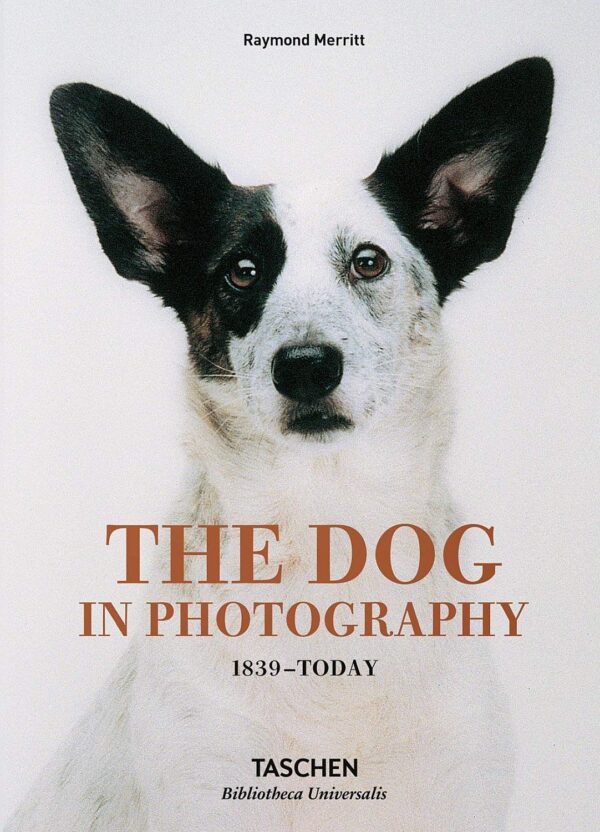 Dog in Photography