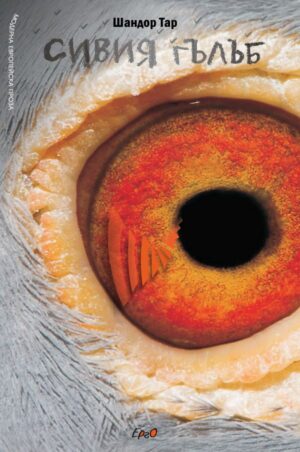 Сивия гълъб