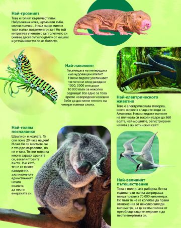 Рекорди на животните - Image 3