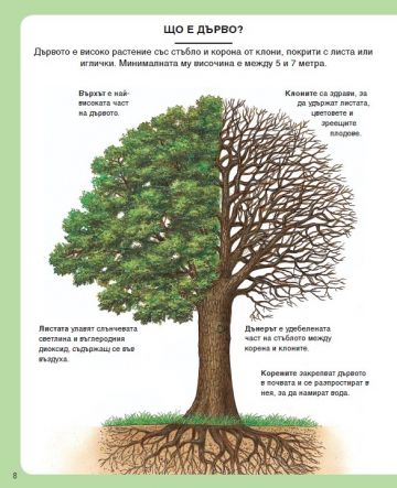 Енциклопедия на гората - Image 3