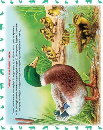 Забавлявам се и развивам уменията си. На двора - Image 2