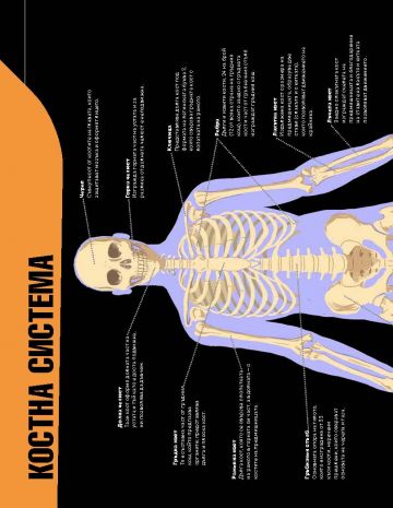 Човешкото тяло - Image 3