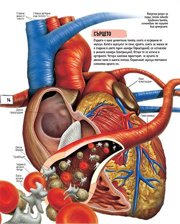 Детска енциклопедия. Човешкото тяло - Image 4