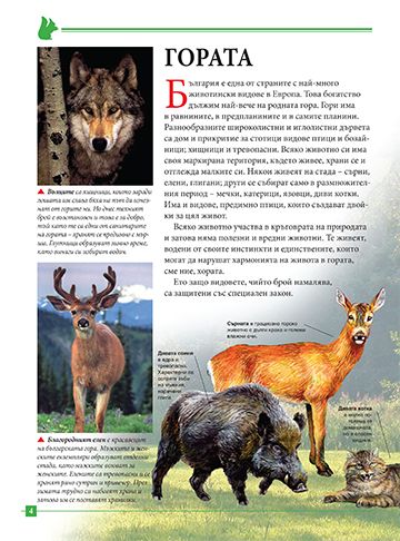 Моята първа книга за животните в България - Image 4