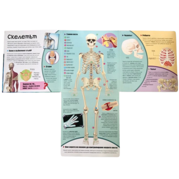 Удивителното човешко тяло - Image 2