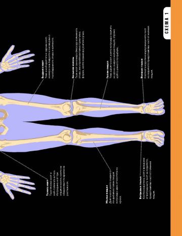 Човешкото тяло - Image 4