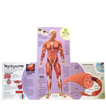 Удивителното човешко тяло - Image 3