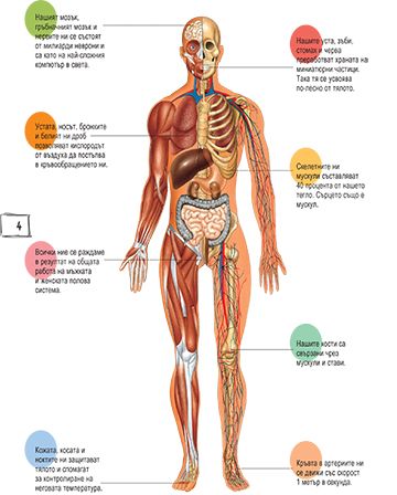 Детска енциклопедия. Човешкото тяло - Image 2