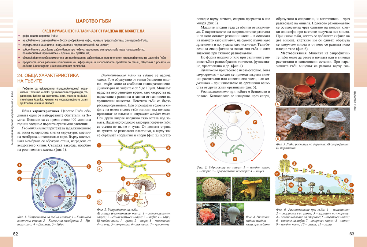 Биология и здравно образование за 7. клас - Image 6