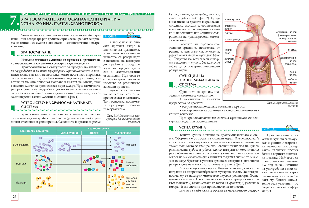 Биология и здравно образование за 8. клас (и първа част за 9. клас при обучение с интензивно изучаване на чужд език) - Image 4