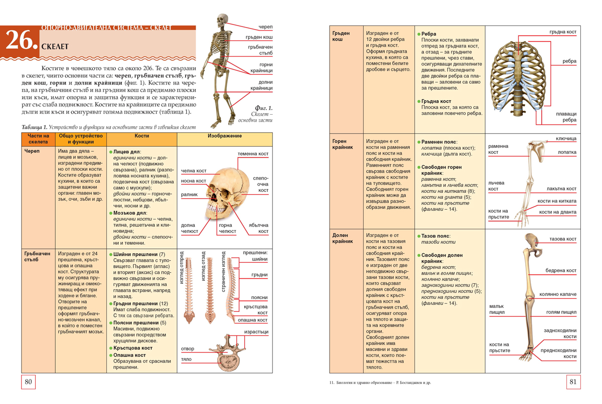 Биология и здравно образование за 8. клас (и първа част за 9. клас при обучение с интензивно изучаване на чужд език) - Image 6