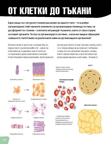 Човешкото тяло - Image 2