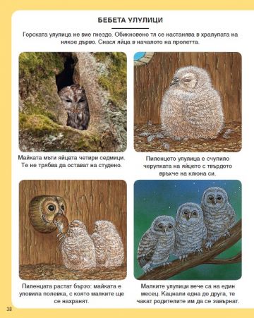 Енциклопедия на гората - Image 4