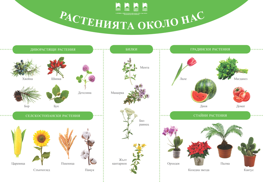 Растенията около нас. Табло по родинознание за 1. клас - Image 2