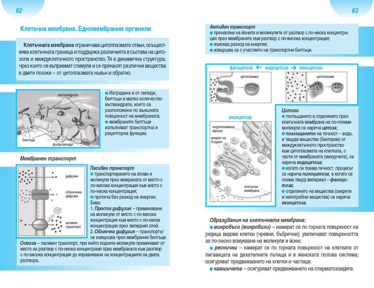 Всичко за матурата по биология и здравно образование - Image 4