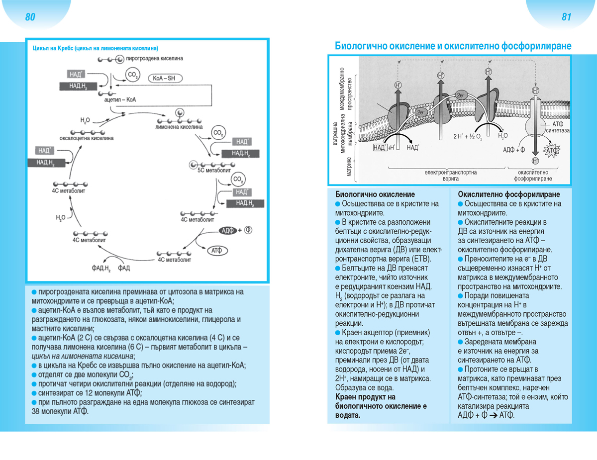 Всичко за матурата по биология и здравно образование - Image 5