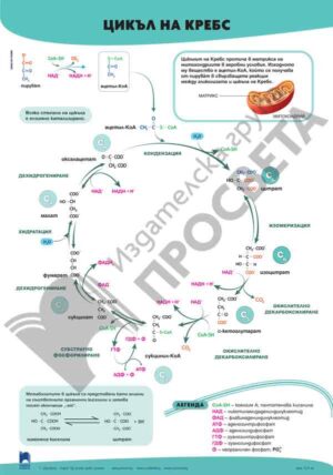 Табло „Цикъл на Кребс“