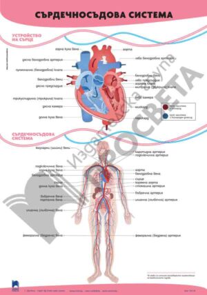 Табло „Сърдечно-съдова система“