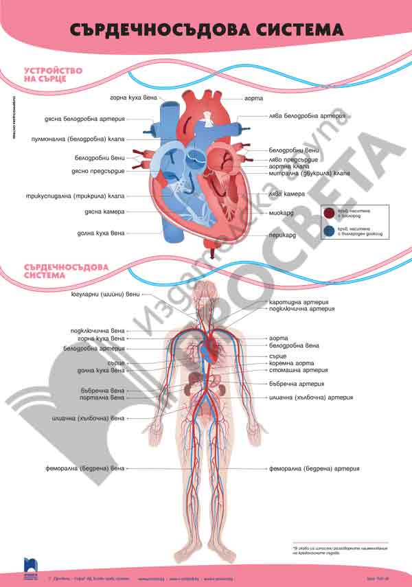 Табло „Сърдечно-съдова система“