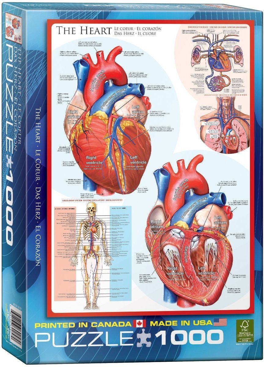 Пъзел Eurographics от 1000 части – Човешкото тяло, Сърце