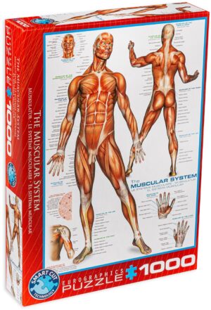 Пъзел Eurographics от 1000 части - Мускулна система