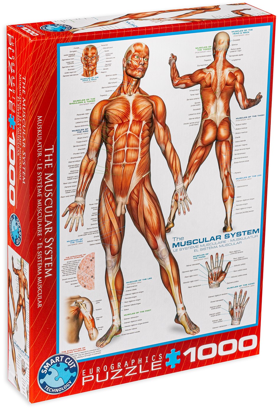 Пъзел Eurographics от 1000 части - Мускулна система