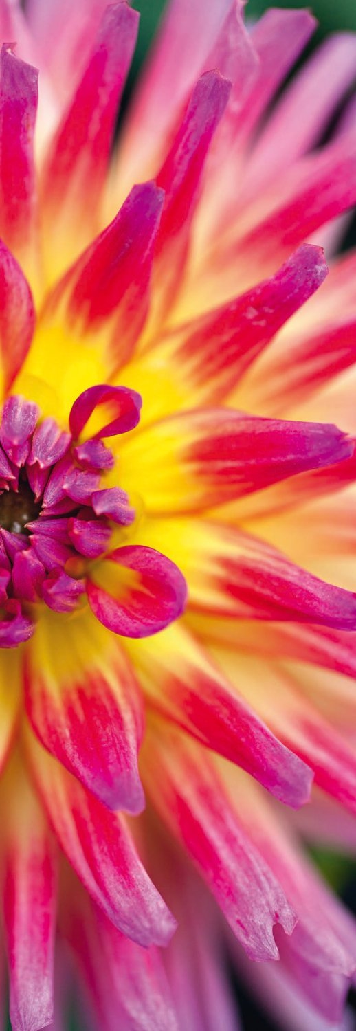 Панорамен пъзел Schmidt от 1000 части - Луминисцентна Кактус Далия, Алън Шапиро